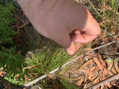 Bulbostylis burchellii