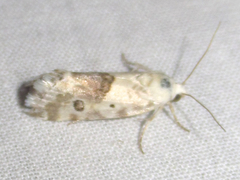 Ponometia altera