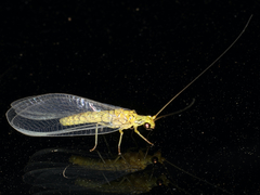 Calochrysa extranea