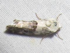Ponometia altera
