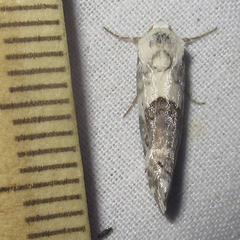 Ponometia altera