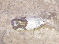 Ponometia cuta