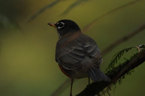 American Robin photographed in Oregon
