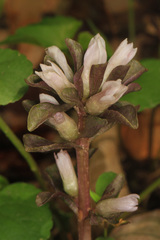Obolaria virginica