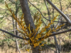 Gray Pine Dwarf-Mistletoe - Photo (c) James Gonsman, some rights reserved (CC BY-NC), uploaded by James Gonsman