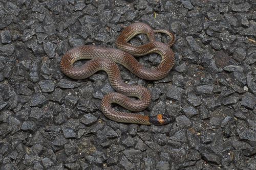Red-naped Snake sighting