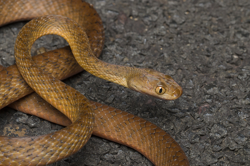 Brown Tree Snake sighting