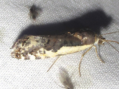 Tarache augustipennis