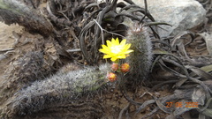 Mila caespitosa