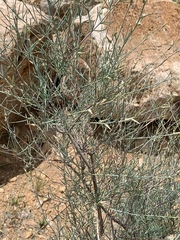 Sericorema remotiflora