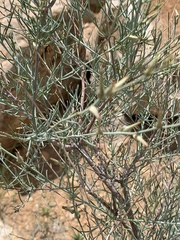 Sericorema remotiflora