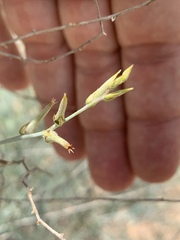 Sericorema remotiflora