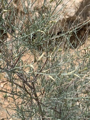 Sericorema remotiflora