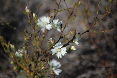 Hemizonia congesta luzulifolia