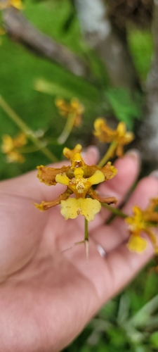 Oncidium lineoligerum (Oncidium lineoligerum)