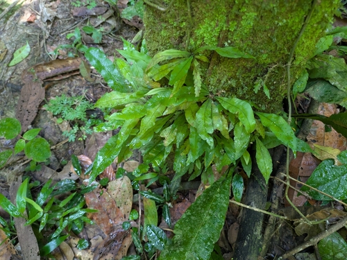American bird's-nest fern (Asplenium serratum)