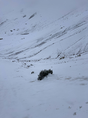 Senecio rufescens, photograph (c) André Ambrozio, some rights reserved (CC BY)