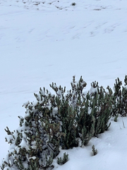 Senecio rufescens, photograph (c) André Ambrozio, some rights reserved (CC BY)