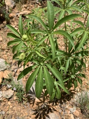 Jatropha spicata