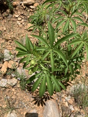Jatropha spicata