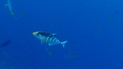 Ferdauia ferdau