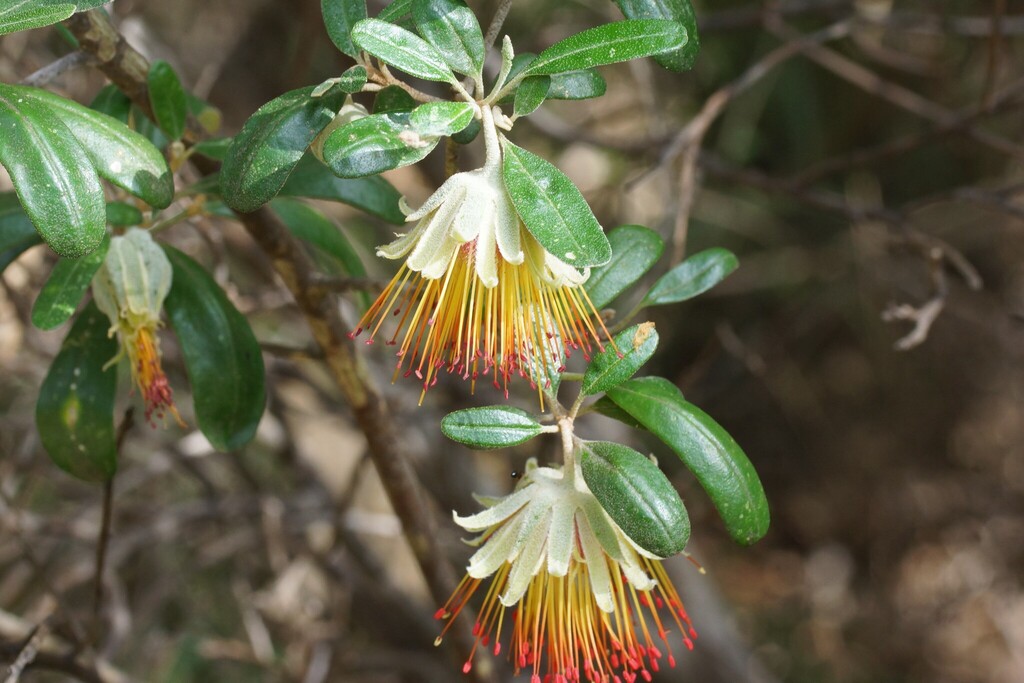 Diplolaena dampieri; photograph (c) Rod Lowther, some rights reserved (CC BY)