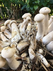 Macrocybe