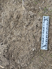 Zonotrichia leucophrys