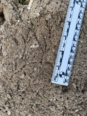 Zonotrichia leucophrys