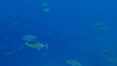 Ferdauia ferdau