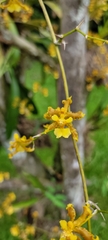 Oncidium lineoligerum, photograph (c) Nohemy Juc, some rights reserved (CC BY)