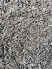 Zonotrichia leucophrys