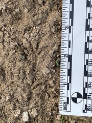 Zonotrichia leucophrys