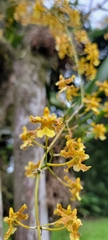 Oncidium lineoligerum, photograph (c) Nohemy Juc, some rights reserved (CC BY)