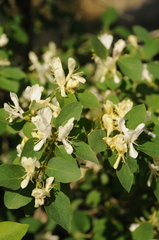 Lonicera nummulariifolia