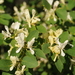 Lonicera nummulariifolia - Photo (c) vladimir_epiktetov, some rights reserved (CC BY-NC), uploaded by vladimir_epiktetov