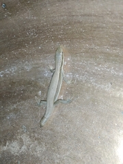 Pholidobolus montium