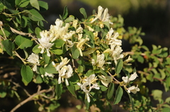 Lonicera nummulariifolia