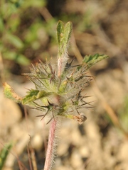 Phlomoides boraldaica