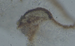 Sarcogyne similis image