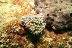Clavelina moluccensis