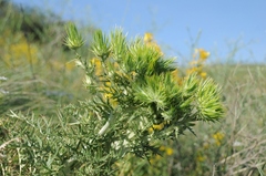 Cousinia minkwitziae