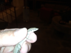 Pholidobolus montium