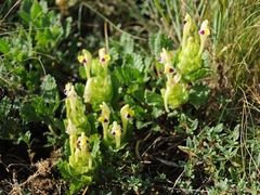 Scutellaria subcaespitosa