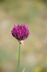 Allium barsczewskii