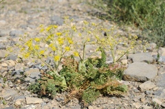 Ferula karataviensis