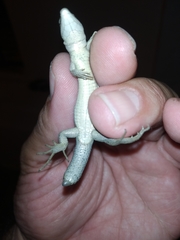 Pholidobolus montium