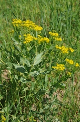 Haplophyllum latifolium