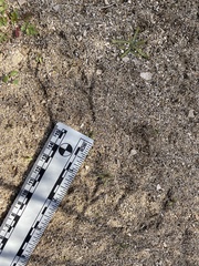 Zonotrichia leucophrys