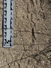 Zonotrichia leucophrys